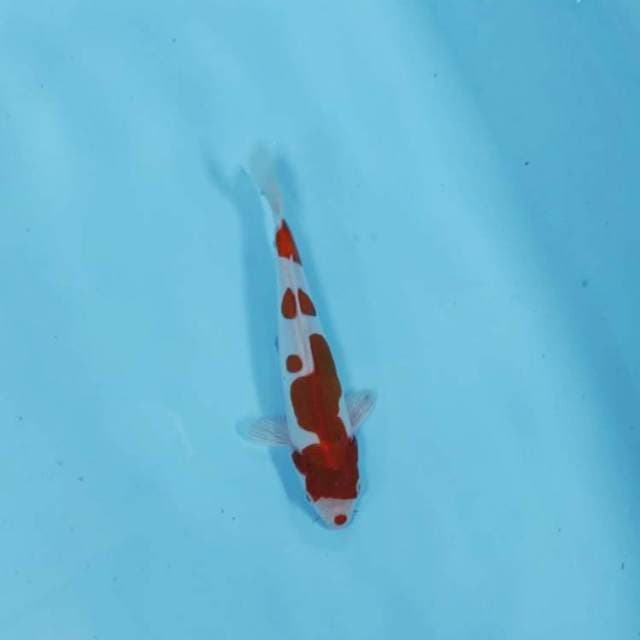 KOHAKU CANTIK