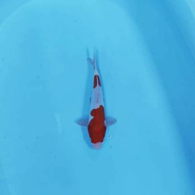KOHAKU STEP 2