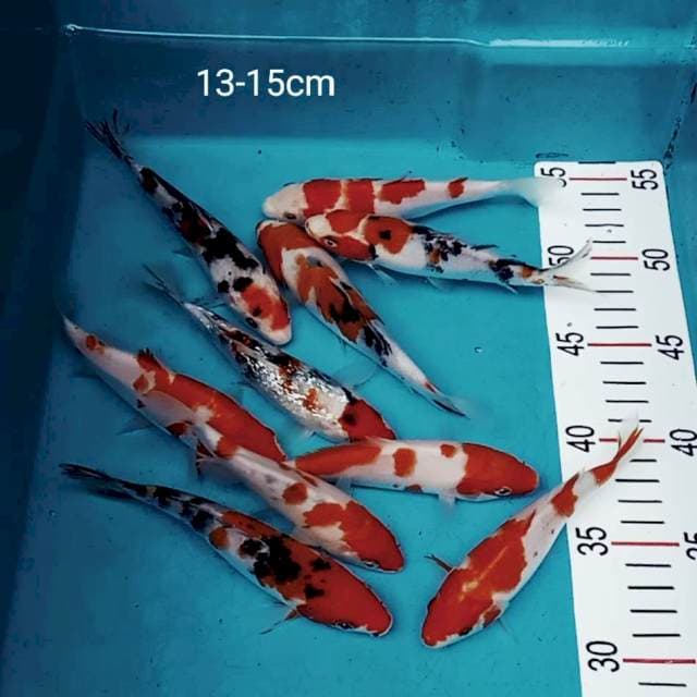 Kohaku sanke prospek 13 15cm