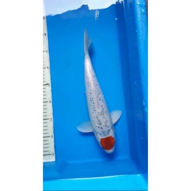 thanco goshiki male 34 cm