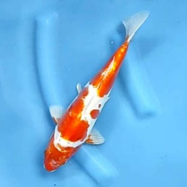 DOITSU KOHAKU # 30CM