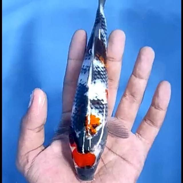 MARUTEN SHOWA # 19CM