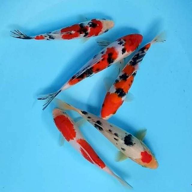 5 EKOR SANKE HALUS # 20-23CM