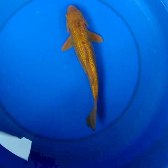 Kin gindrin 25cm up