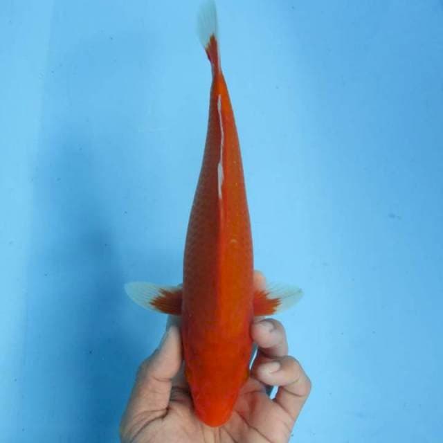 Aka hajiro