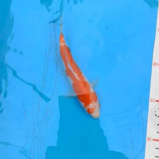 Kohaku 15 cm