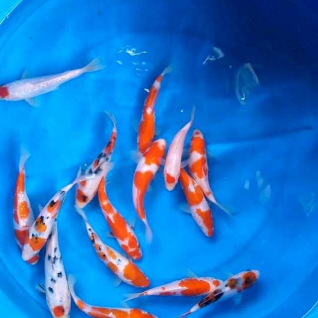 Sk mix