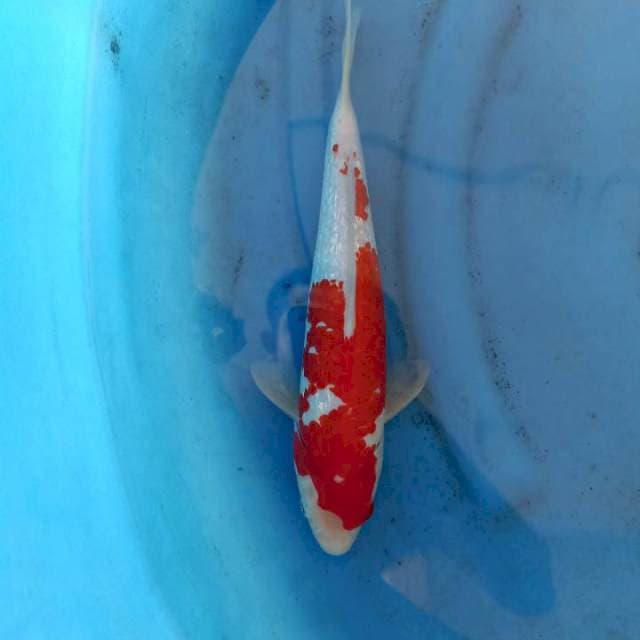 F1 KOHAKU GINRIN