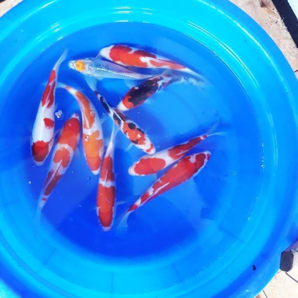 KOHAKU CALON JUMBO