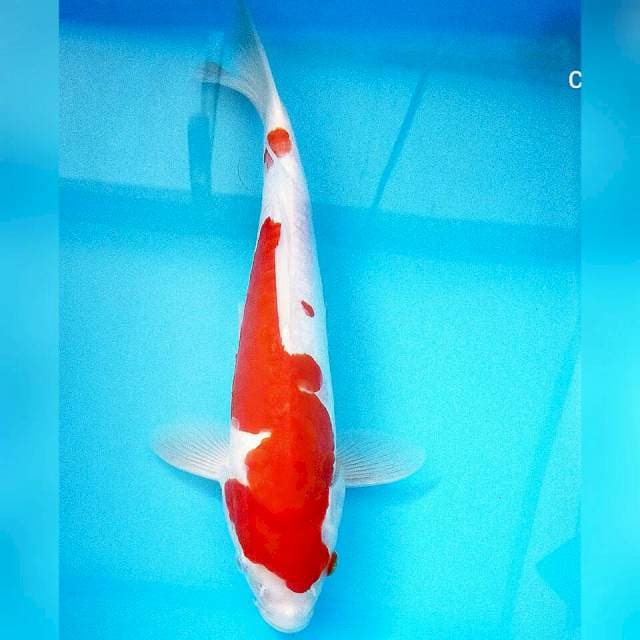 Kohaku doit/31cm