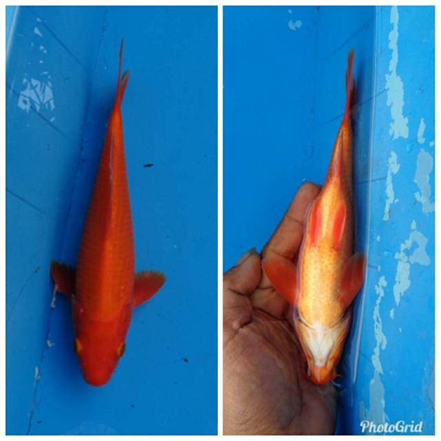 Benigoi Mulus F1