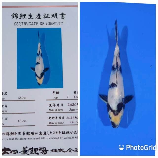 Shiro dainichi