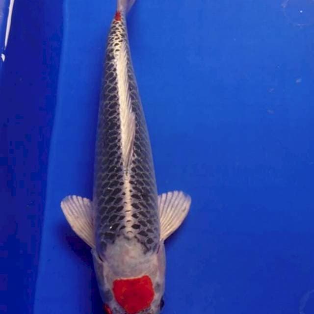 Tc gosiki cat kering 30 cm
