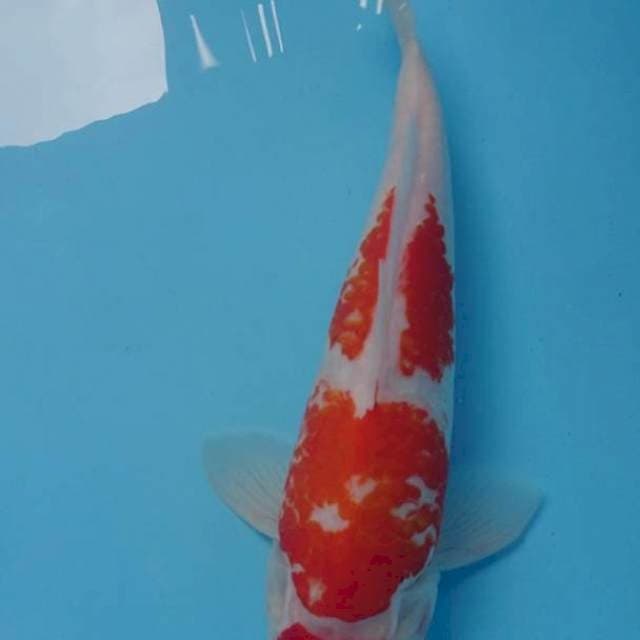 Tc kohaku cat kering 33 cm