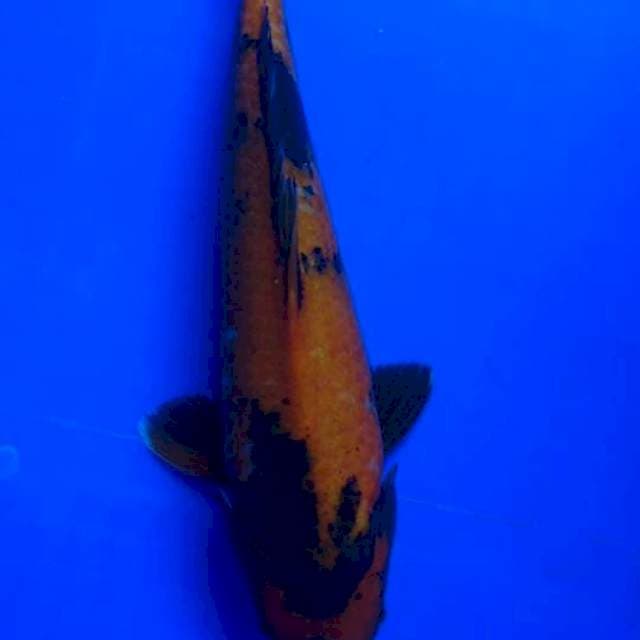 Utsuri 35 cm original