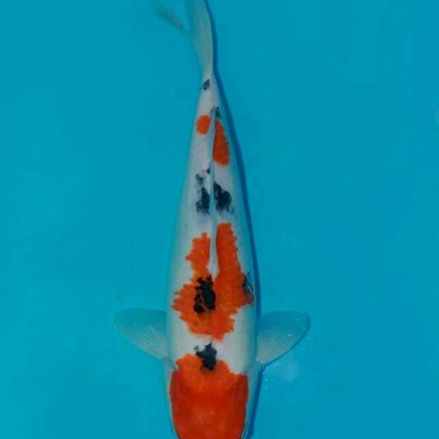 Taisho sanshoku (sanke) ORI jinal 33 cm fimal