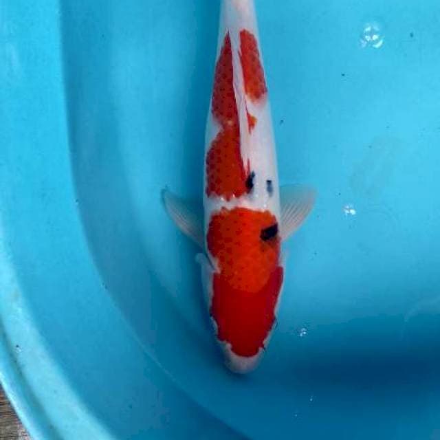 Kuhaku