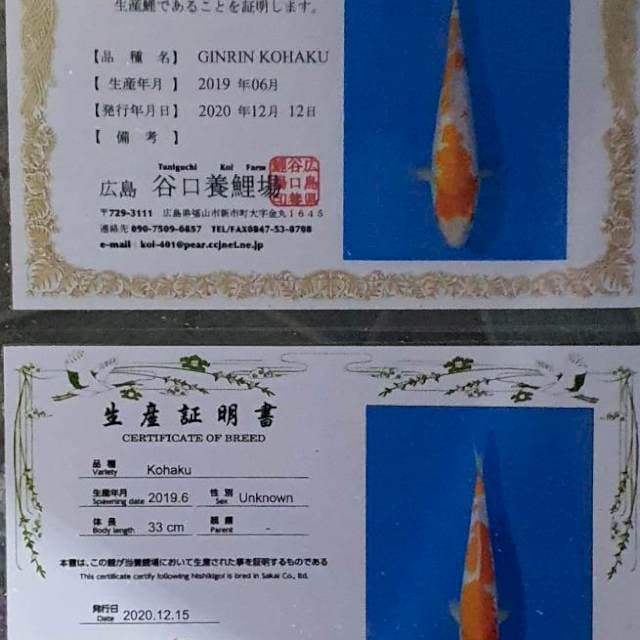2 jumbo kohaku import serti