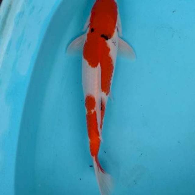 Kuhaku