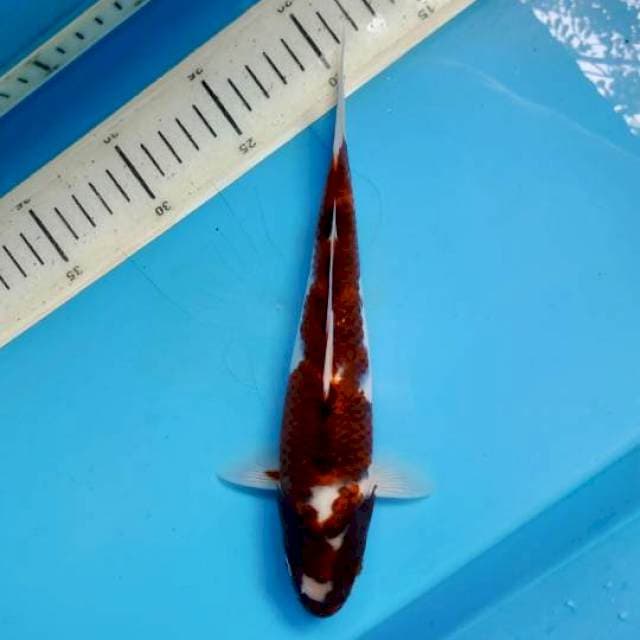 Goromo, 24cm