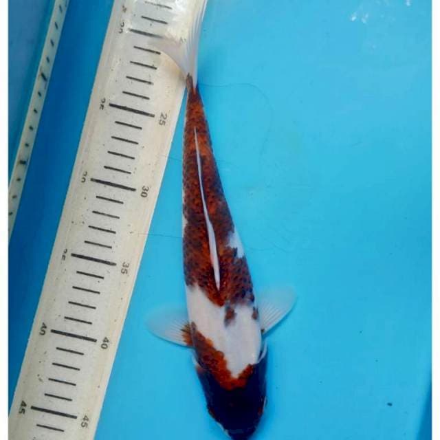 Goromo, 27cm male