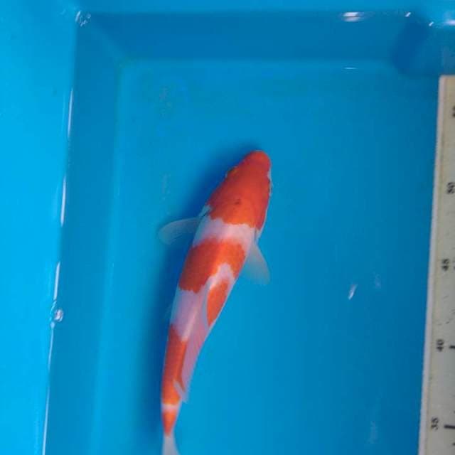 Kohaku, Bahan Cutting Istimewa