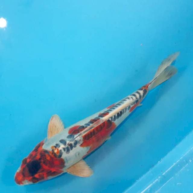 Kojaku kiko 33 cm