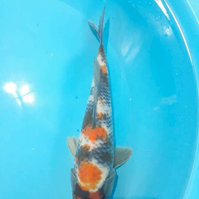 Showa 28 cm