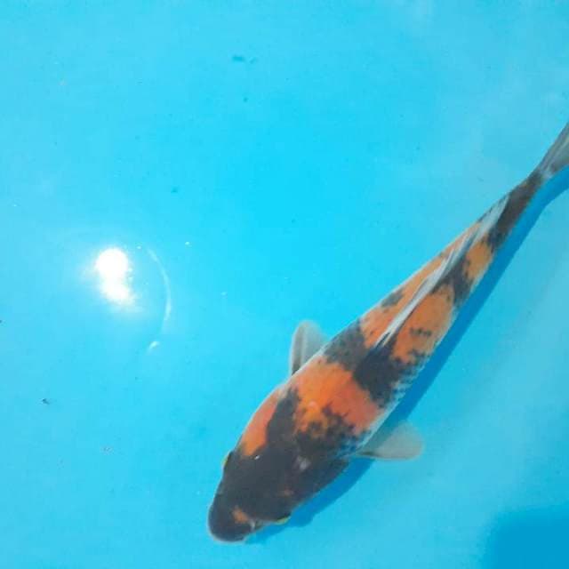 Showa 27 cm
