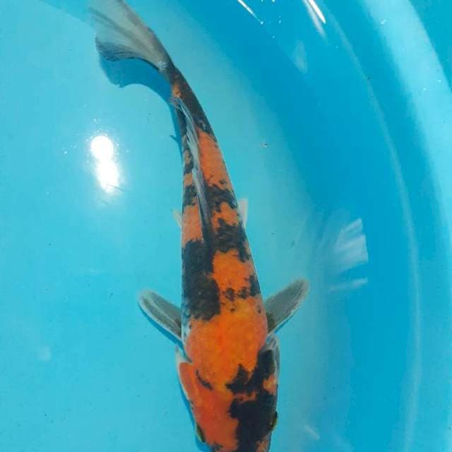 Showa 25 cm