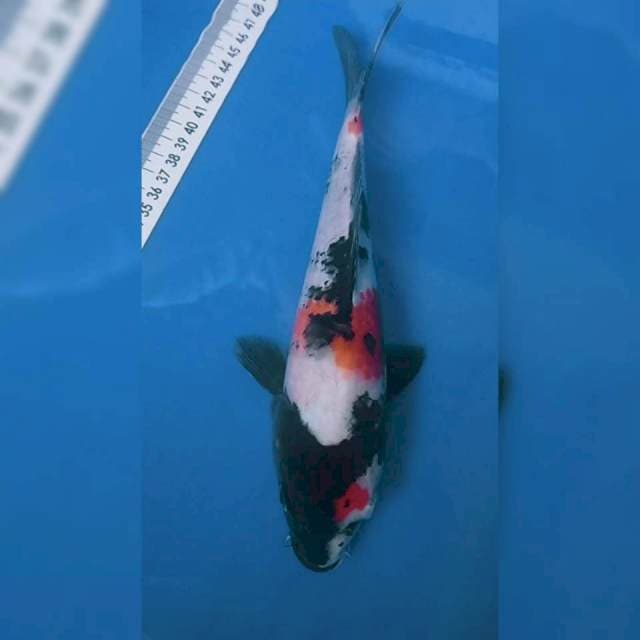 Showa 25cm