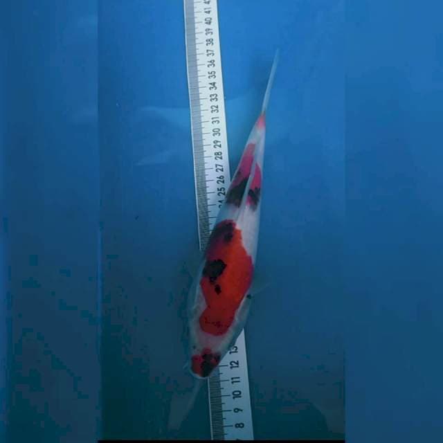 Showa 24cm