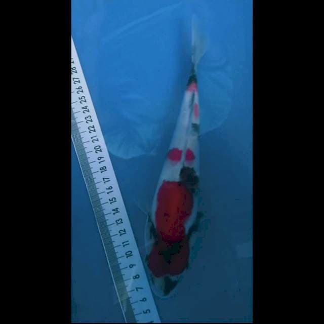 Showa 23cm