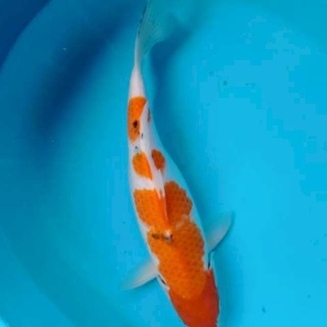 Kohaku 35