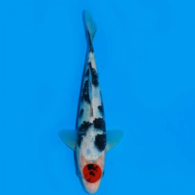 Tancho , 27cm male