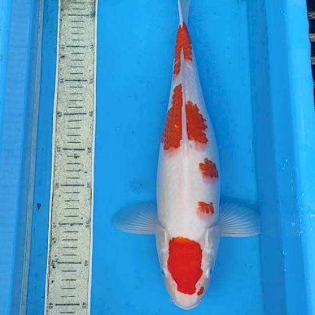 Kohaku 45cm