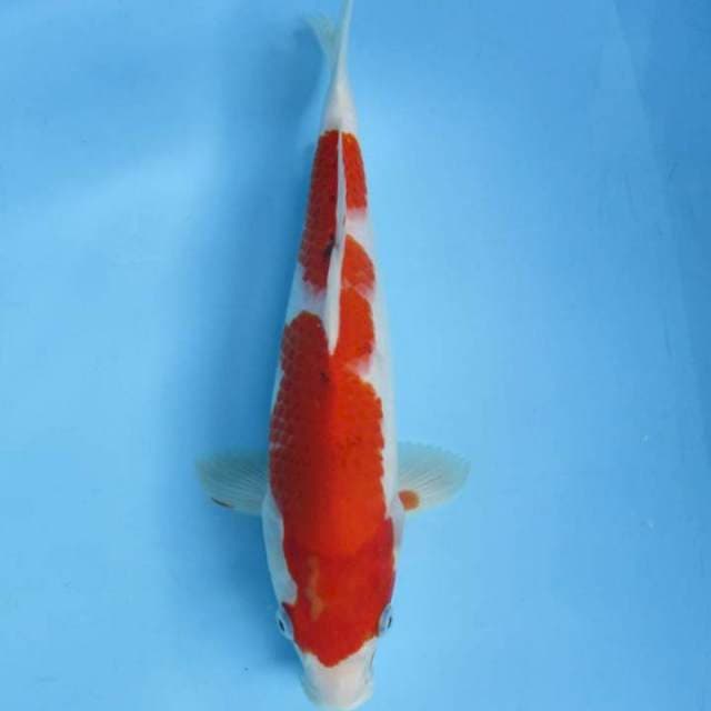 SONATA 30CM