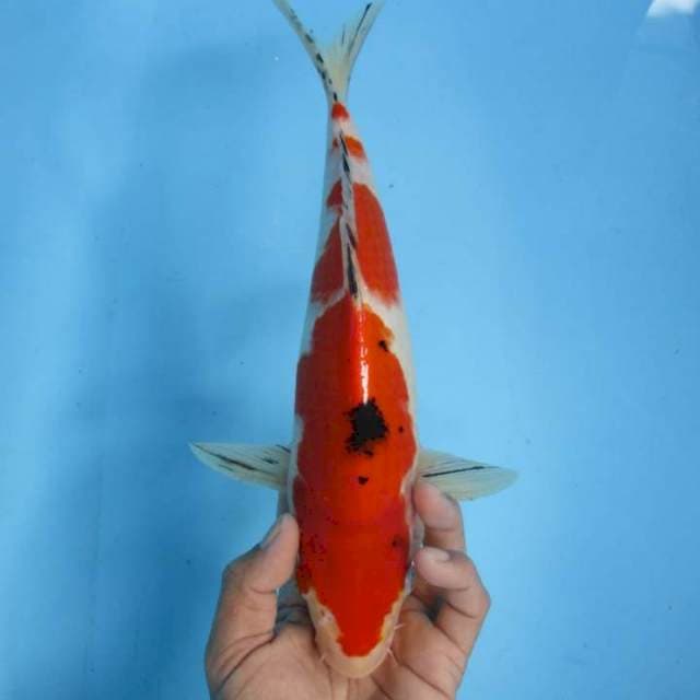 Thaiso sansoku