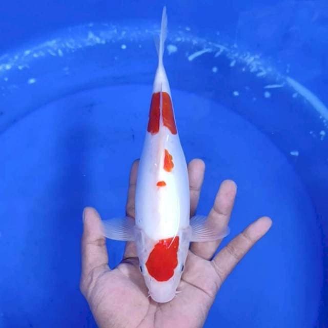 2. Kohaku Doitsu || 27 cm