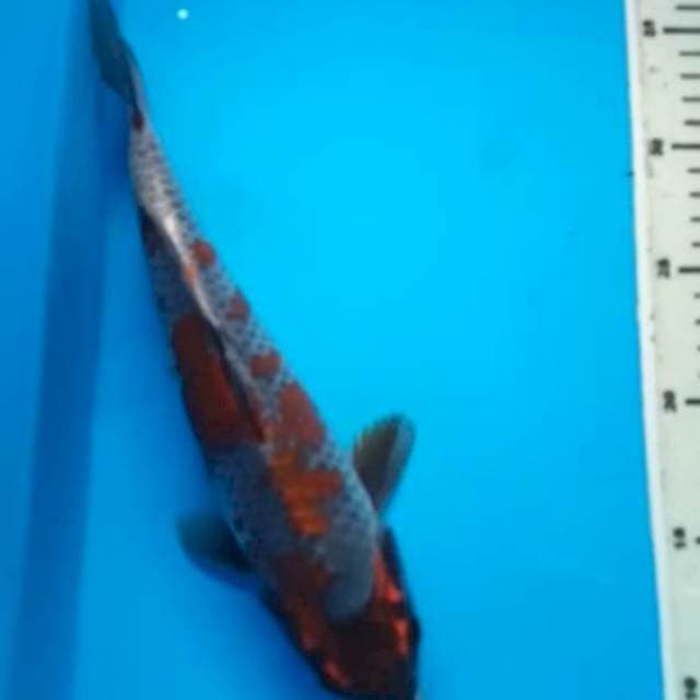 OCHIBA BULKY 29 Cm, JANTAN