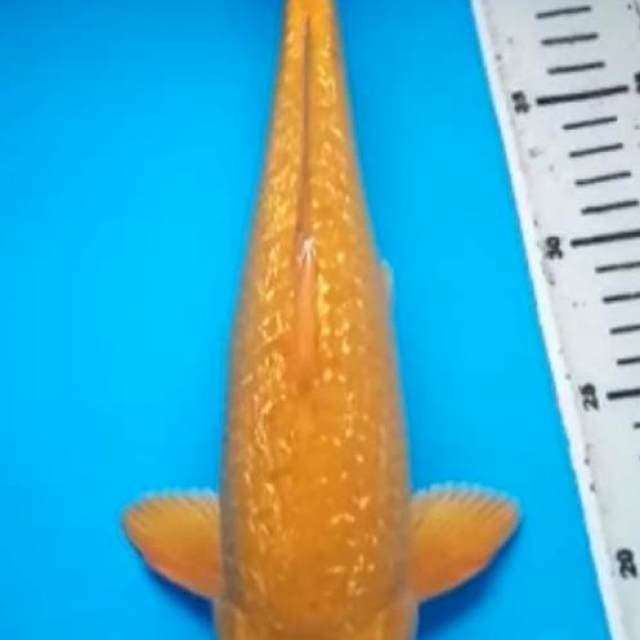 KARASHI GINRIN BULKY 33 Cm, JANTAN