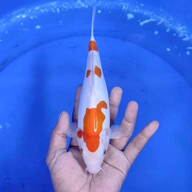 10. Kohaku Doitsu || 24 cm