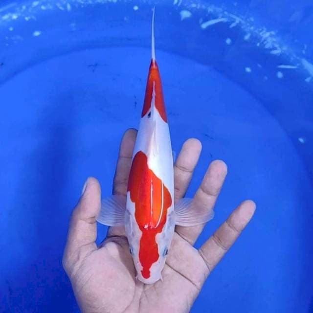 11. Doitsu || 24 cm