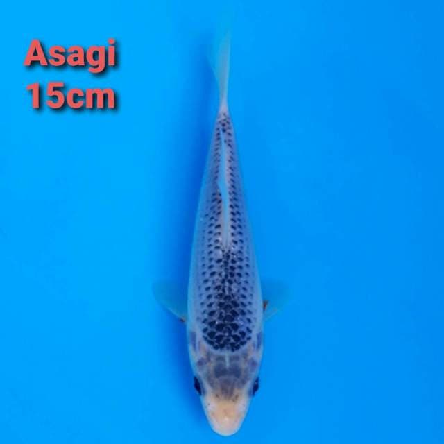 Asagi 15cm