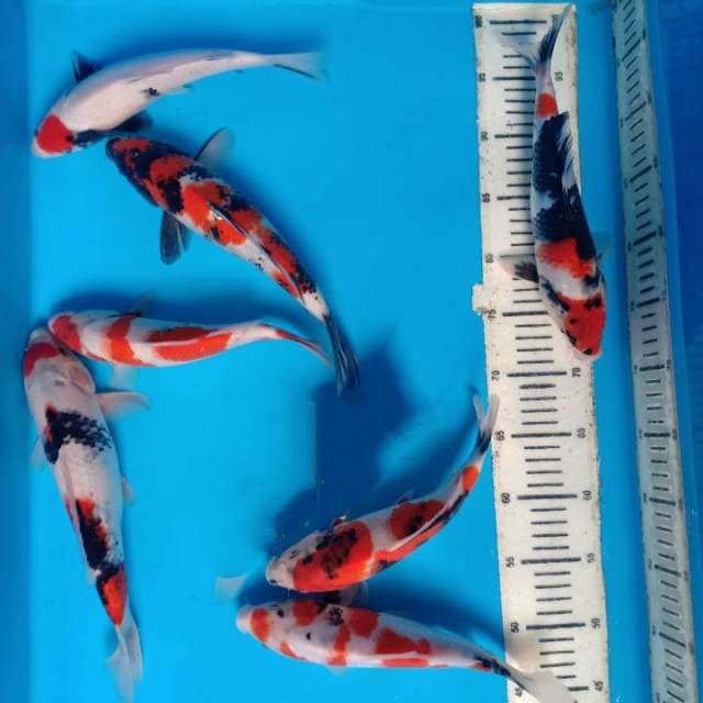 mix koi 7 ekor
