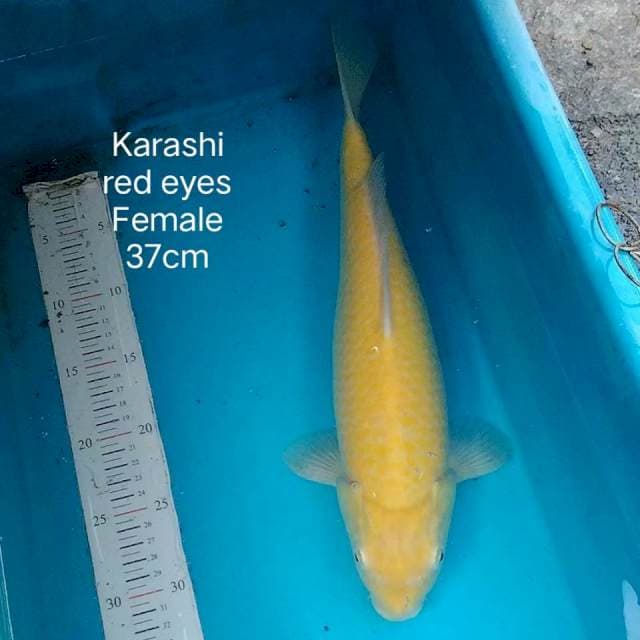 Mata merah 37cm