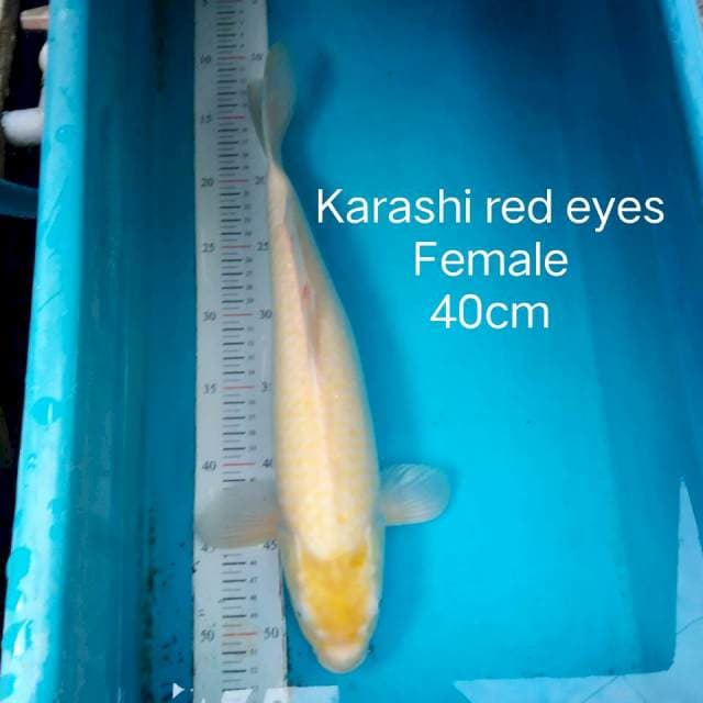 Mata merah 40cm