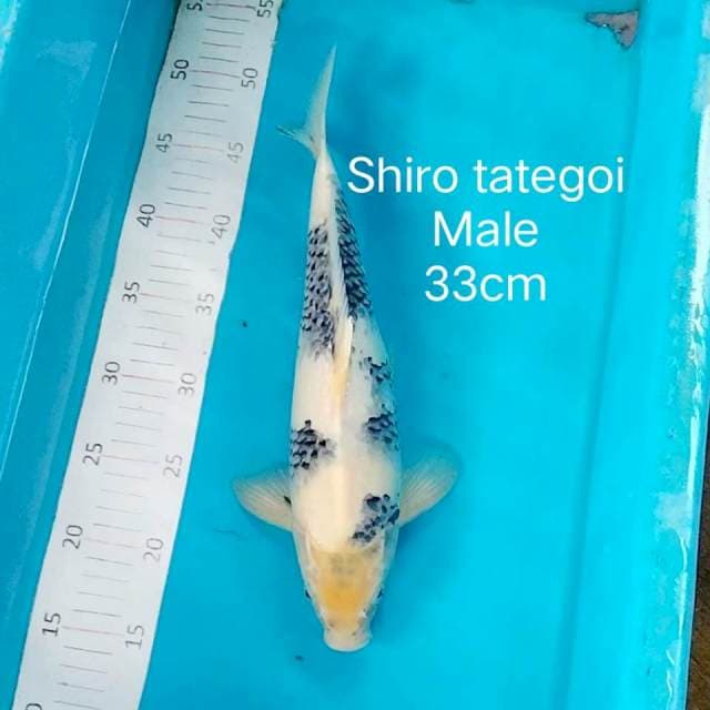 Shiro 33cm