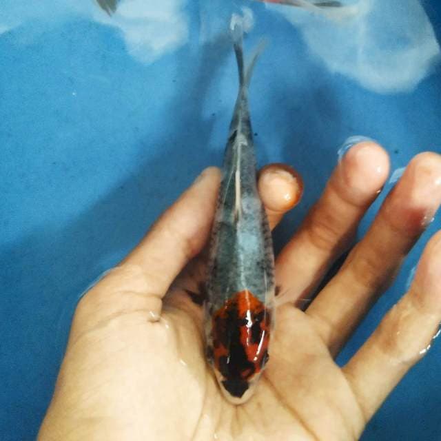 Tancho KageShowa 12cm