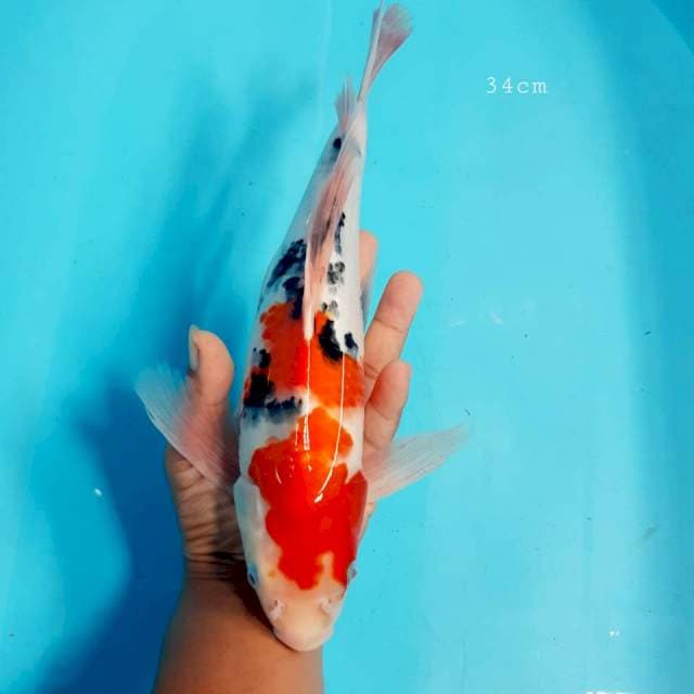 Kumpay sanke 34cm